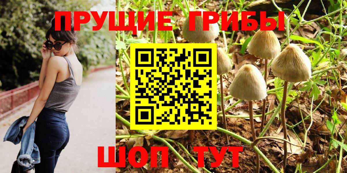 Галлюциногенные грибы Psilocybine cubensis  как найти   Галлюциногенные грибы прущие грибы  Кимры 